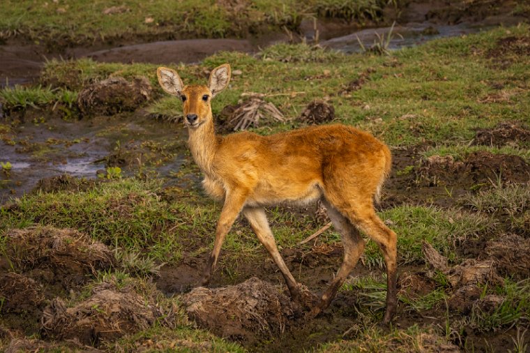087 Amboseli Nationaal Park.jpg